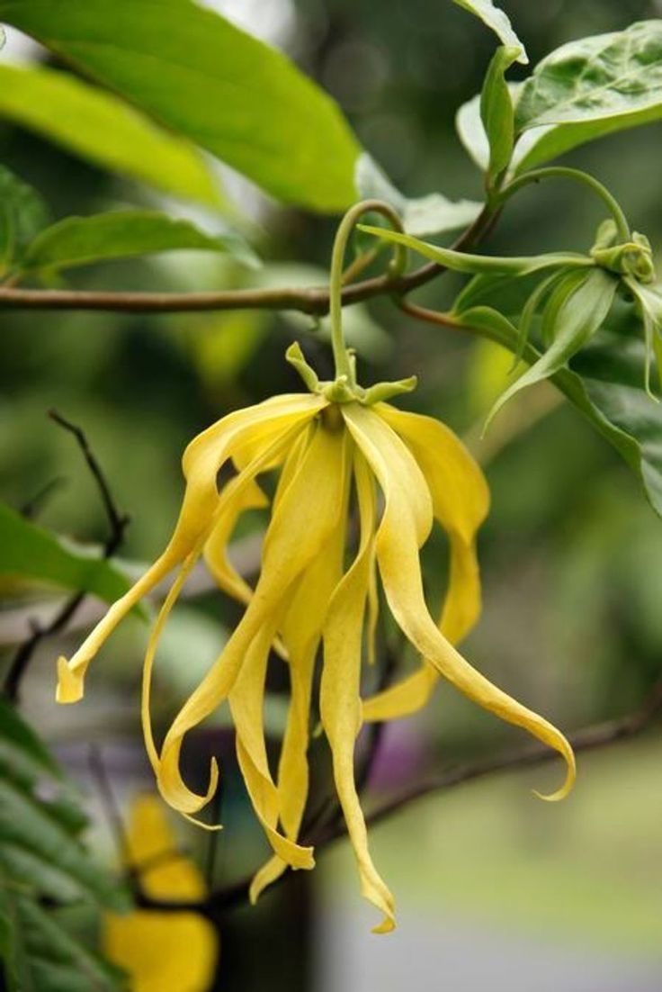 Ylang Ylang Seeds (5)