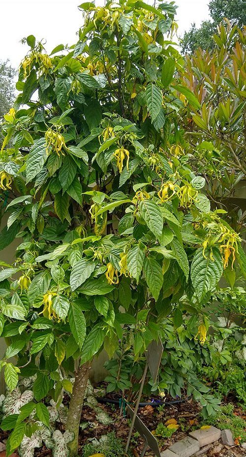 Ylang Ylang Tree ( 2 Year Old )