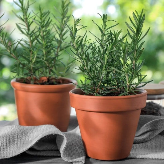 Rosemary ( 1 Gallon Pot )